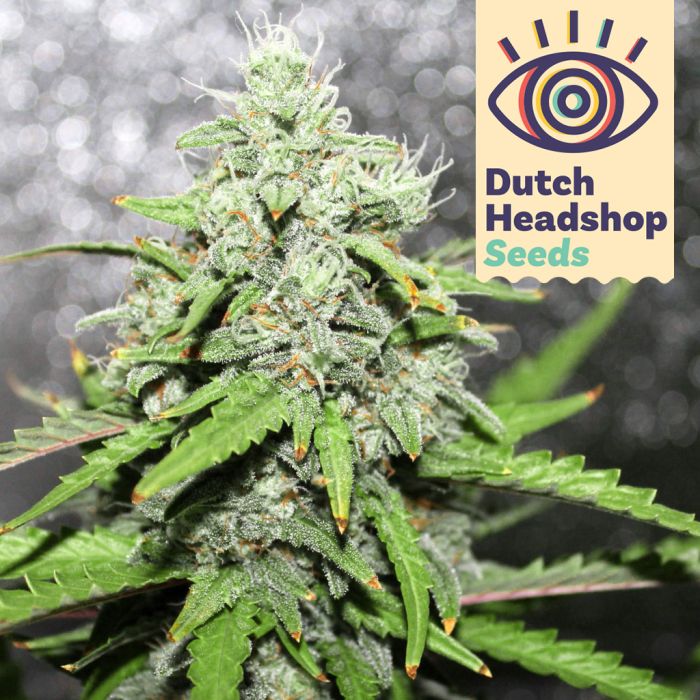 Plantiful  Growshop - Headshop - CBD - Joint Hülle Rubber