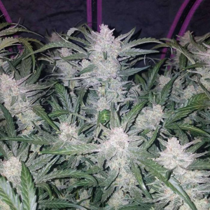 Mexican Airlines (Fast Buds Company) :: Cannabis Strain Info