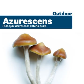 Outdoor Magic Mushrooms - P. Azurescens Growkit 500 grams  