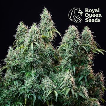 Amnesia Haze Automatic (Royal Queen Seeds) 5 seeds