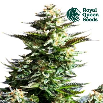 Amnesia Haze (Royal Queen Seeds) 5 seeds