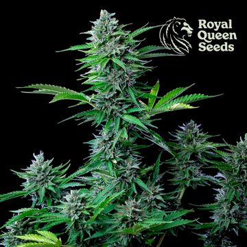 Medicinal Mix CBD (Royal Queen Seeds) 5 seeds