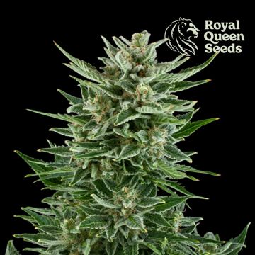 Easy Bud Autoflower (Royal Queen Seeds) 5 seeds