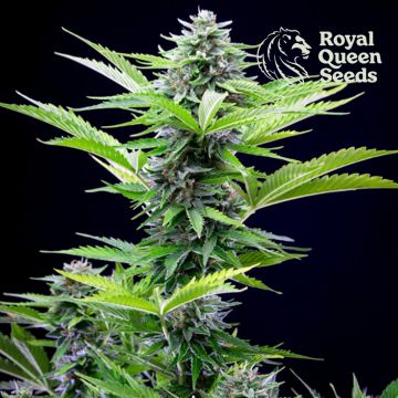 Fast Eddy Automatic CBD (Royal Queen Seeds) 5 seeds