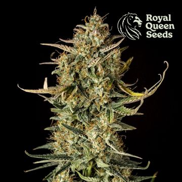 Fat Banana Automatic (Royal Queen Seeds) 3 seeds