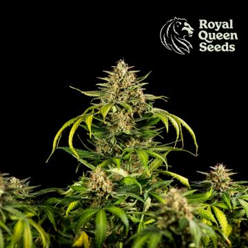 Green Gelato Automatic (Royal Queen Seeds) 3 seeds