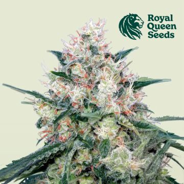 Honey Cream Fast Flowering (Royal Queen Seeds) 3 seeds