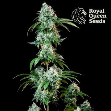 Hulkberry (Royal Queen Seeds) 3 seeds