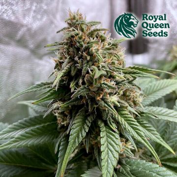 Joanne's CBD (Royal Queen Seeds)