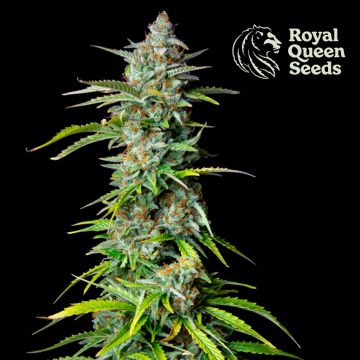 Northern Light Automatic (Royal Queen Seeds) 5 seeds