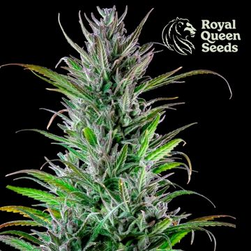 Northern Light (Royal Queen Seeds) 5 seeds