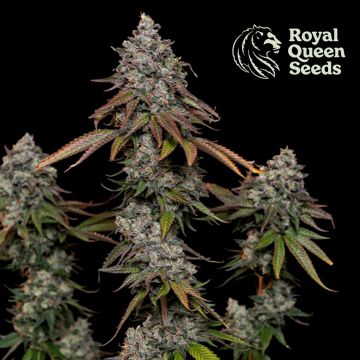 O.G. Kush (Royal Queen Seeds) 5 seeds