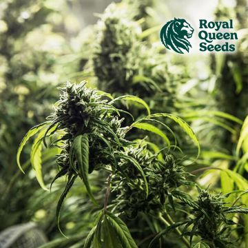 Painkiller XL (Royal Queen Seeds) 5 Seeds