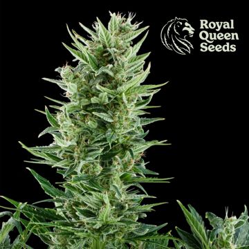 Quick One Autoflower (Royal Queen Seeds) 5 seeds