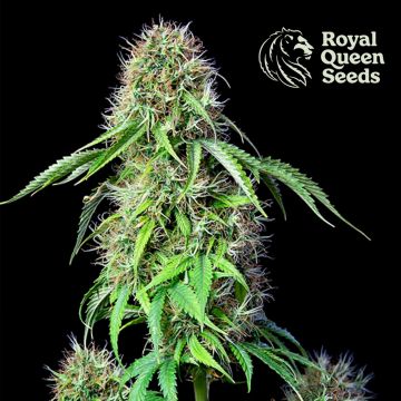 Royal CBG Automatic (Royal Queen Seeds)