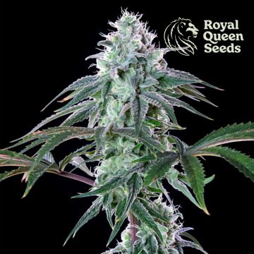 Royal Cheese Fast Flowering (Royal Queen Seeds) 5 seeds