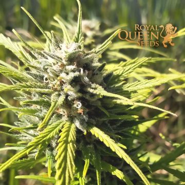 Royal Dwarf Autoflower (Royal Queen Seeds) 5 seeds