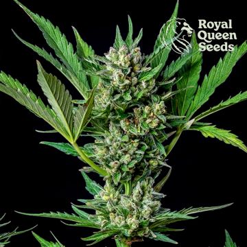 Royal Dwarf Autoflower (Royal Queen Seeds) 5 seeds