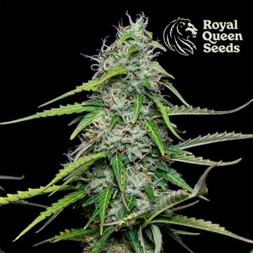 Royal Gorilla Automatic (Royal Queen Seeds) 3 seeds