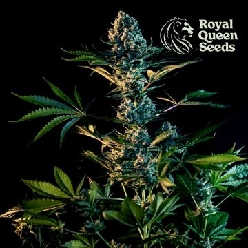 Royal Gorilla (Royal Queen Seeds) 3 seeds