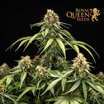 Epsilon F1 Auto (Royal Queen Seeds)