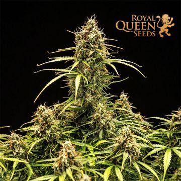 Milky Way F1 Auto (Royal Queen Seeds)