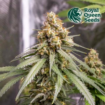 Shining Silver Haze (Royal Queen Seeds) 5 seeds