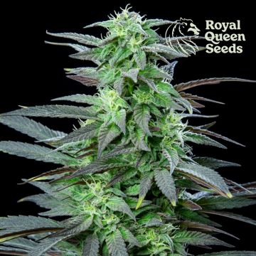 Skunk XL (Royal Queen Seeds) 5 seeds