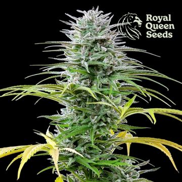 Speedy Chile Fast Flowering (Royal Queen Seeds) 3 seeds