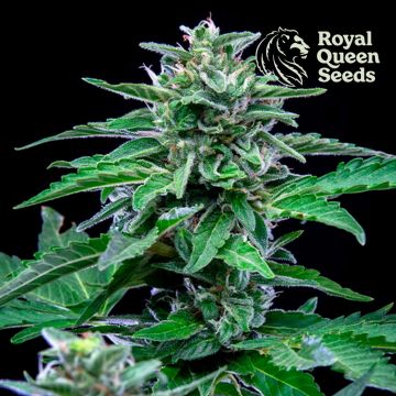 Stress Killer Automatic CBD (Royal Queen Seeds) 5 seeds