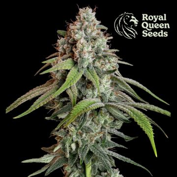 White Widow (Royal Queen Seeds) 5 seeds