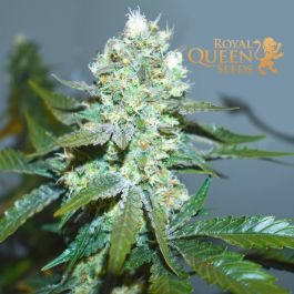Blue Mystic Weed Strain Information