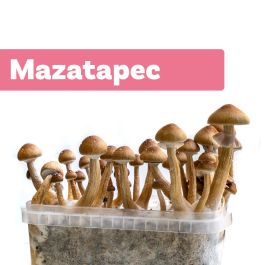 https://www.dutch-headshop.eu/media/catalog/product/cache/f77e39aae3acb0c227ba558edd24bbb4/m/a/magic-mushroom-growkit-mazatapec.jpg