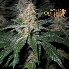 RQS Organic Rolling Papers - Royal Queen Seeds