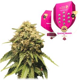 Special Queen 1 👑 Semillas de Marihuana - Royal Queen Seeds