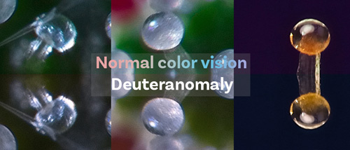 The difference between normal color vision and deuteranomaly, a common form of colorblindness, in the trichomes of a cannabis plant.