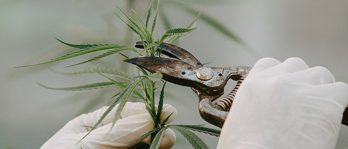 Fimming cannabis plant with pruning shears.