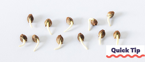 Germinated cannabis seeds on a white background