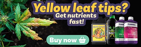 Vegetative Fertilizer for Cannabis | Big and Strong Plants.