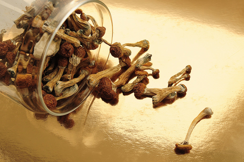 Dried mushrooms on a golden background.