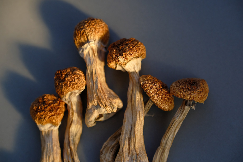 Dried mushrooms in sunlight.