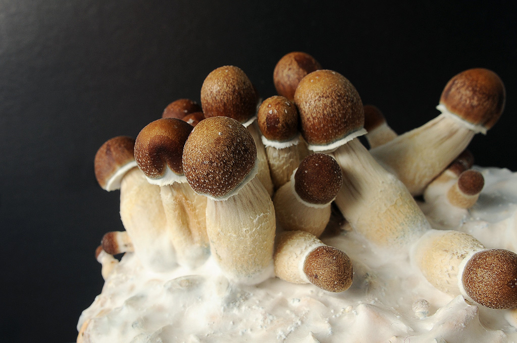 Young mushrooms growing from a PF-Tek substrate.