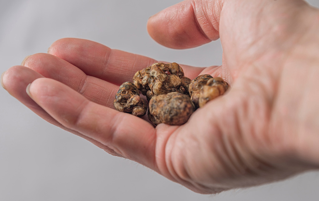 Magic truffles in a hand.