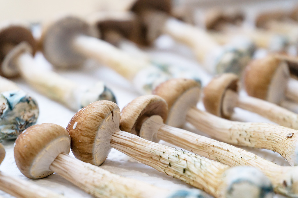 Freshly harvested magic mushrooms