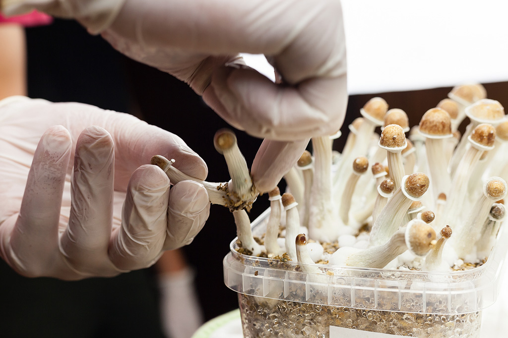 Picking mushrooms from a mushroom grow kit.