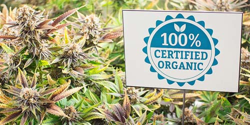 Growing Organic Weed for Beginners in 7 Steps