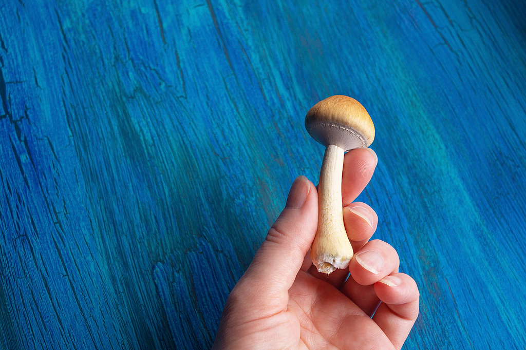 A perfect magic mushroom against a blue background.