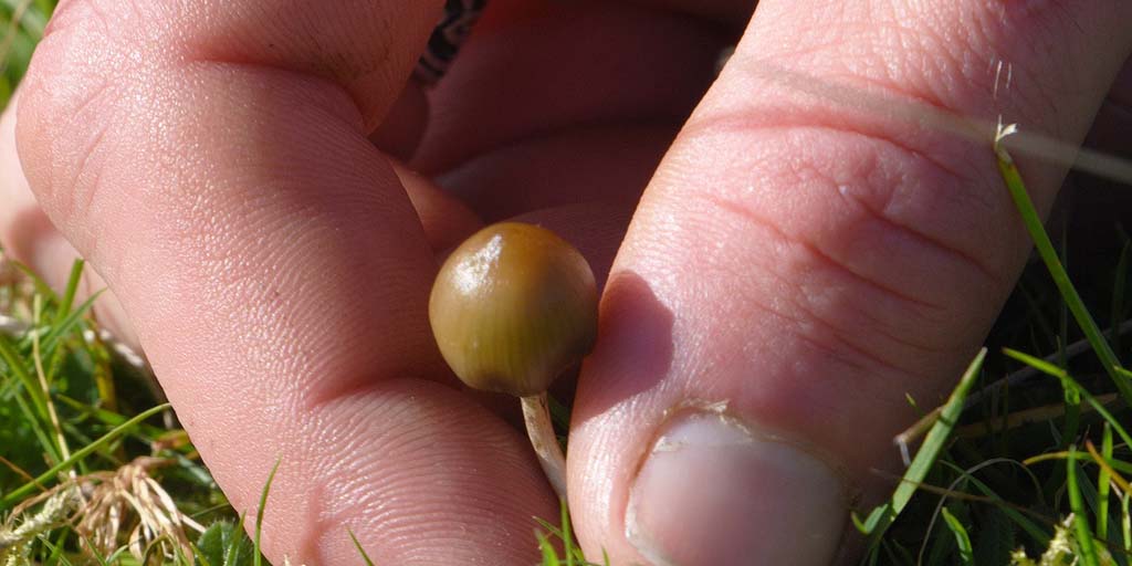 Liberty cap