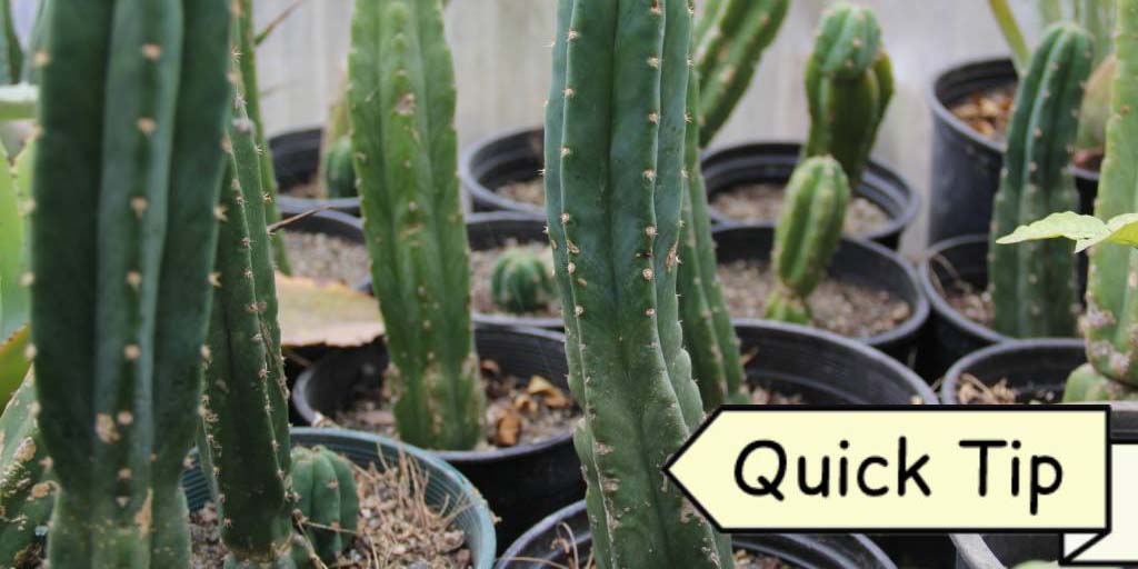 How to Make San Pedro Cactus Cuttings | Quick Tip