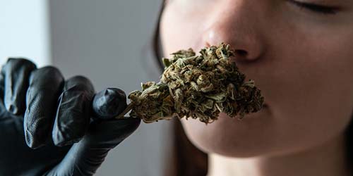 Top 7 Cannabis Strains with the Strongest Weed Smell